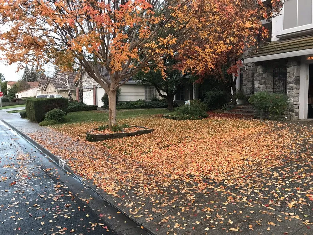 Local lawn care service in Dixon, CA by Gastelum Tree Service