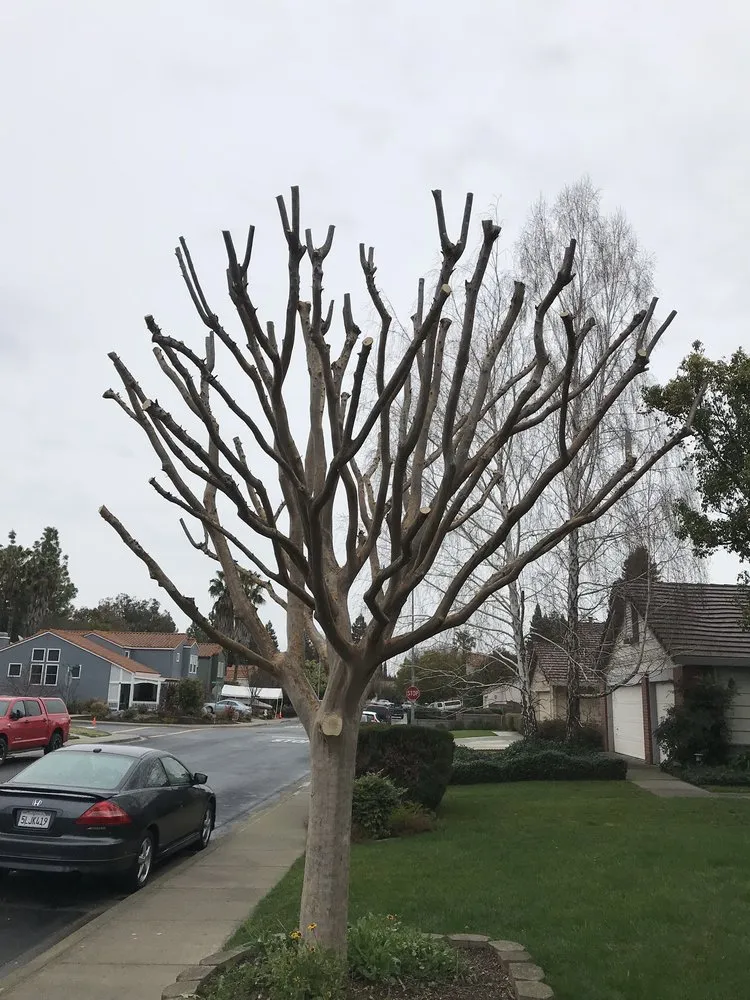 Professional garden landscaping experts serving Dixon, CA - Gastelum Tree Service