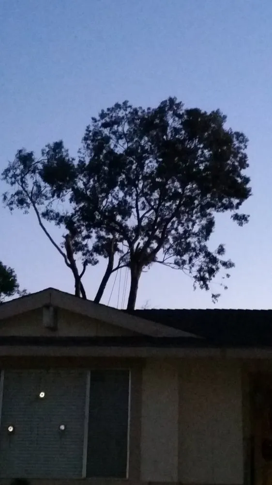 Local lawn care service in Dixon, CA by Gastelum Tree Service