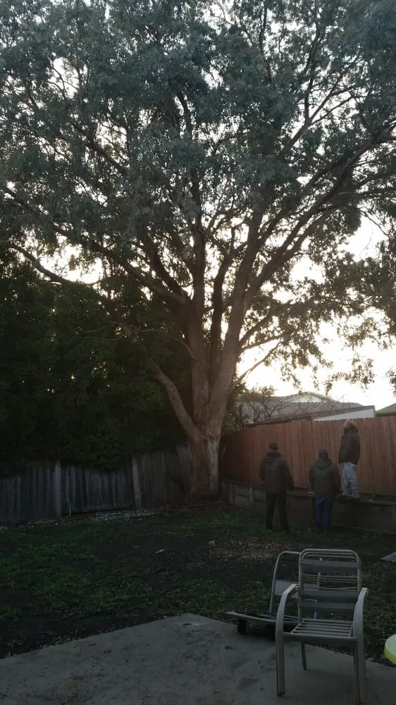 Reliable outdoor landscaping near you in Dixon, CA by Gastelum Tree Service