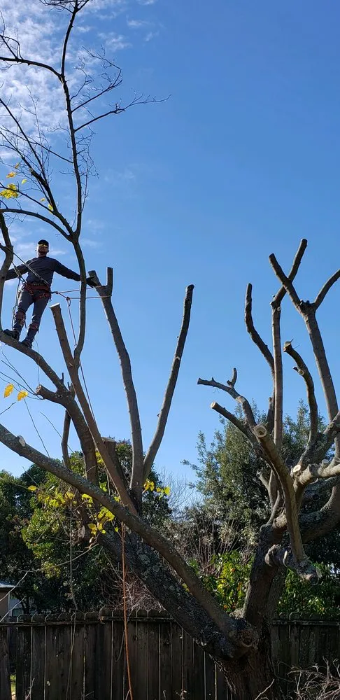 Custom lawn mowing service in Dixon, CA by Gastelum Tree Service