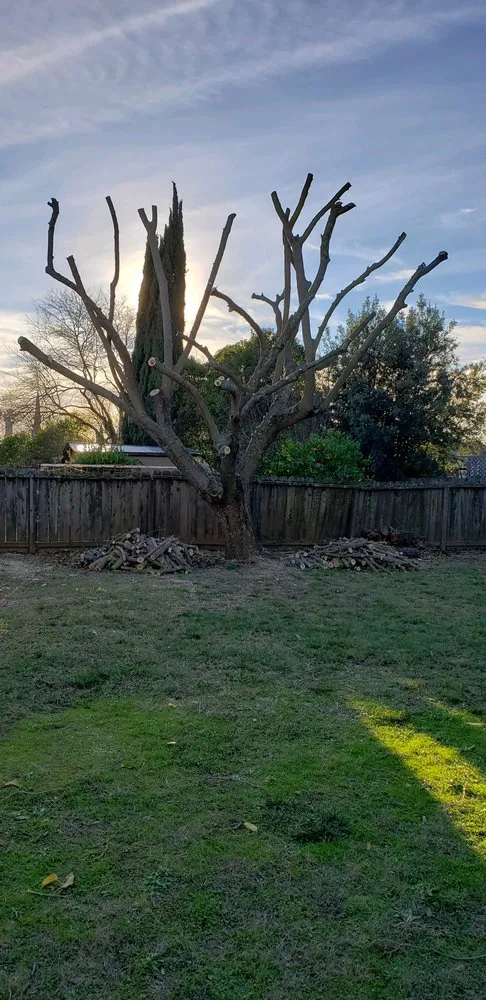 Trusted landscape design experts serving Dixon, CA - Gastelum Tree Service