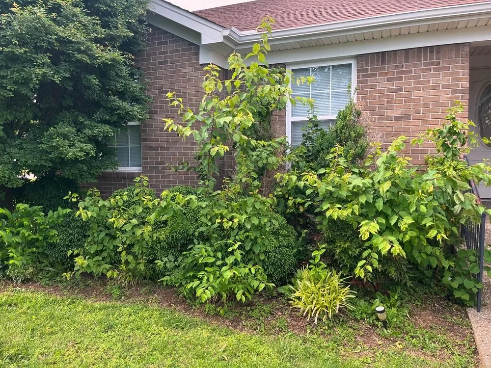 Top-rated yard maintenance near you in Mount Washington, KY by Gates Lawn & Landscaping