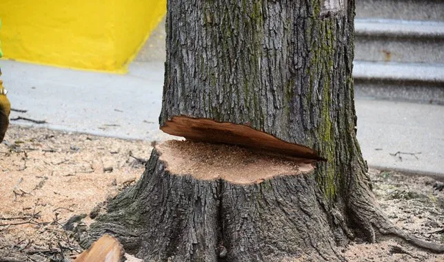 Local lawn care service experts serving Cameron, OK - Gates Tree Care and Removal