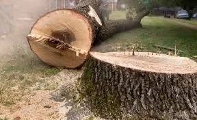 Reliable outdoor landscaping for beautiful yards across Cameron, OK - Gates Tree Care and Removal