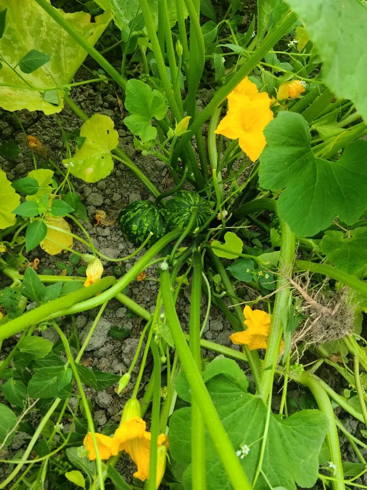 Trusted landscaping services in Monroe, WA - Gatica Lawn Care