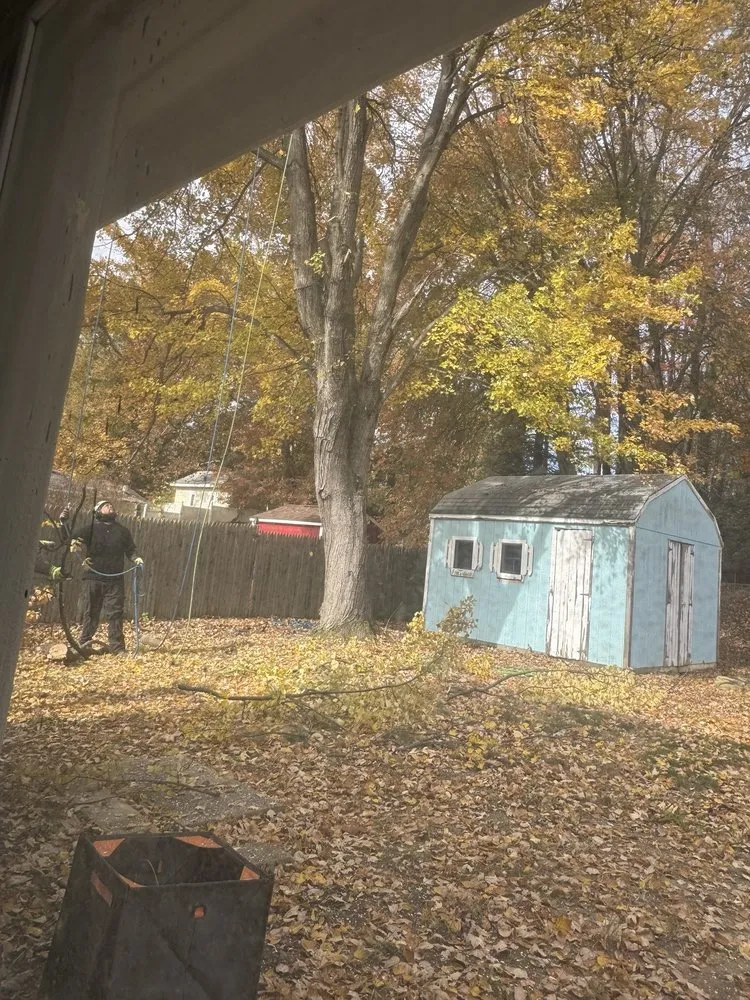 Affordable yard cleanup service in Woodbridge, VA by Gatling Tree Service