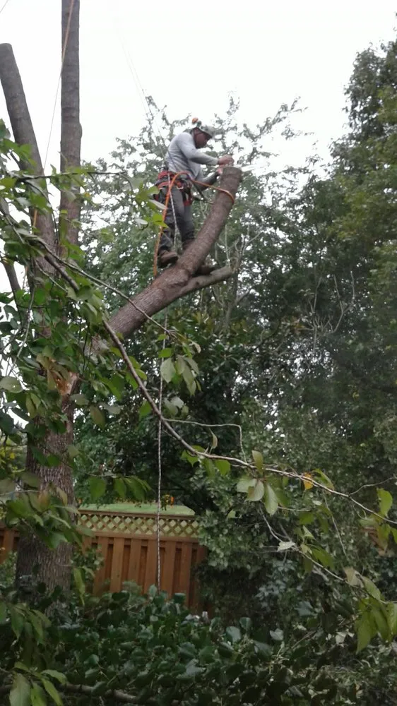 Top-rated yard cleanup service for outdoor upgrades in Woodbridge, VA by Gatling Tree Service