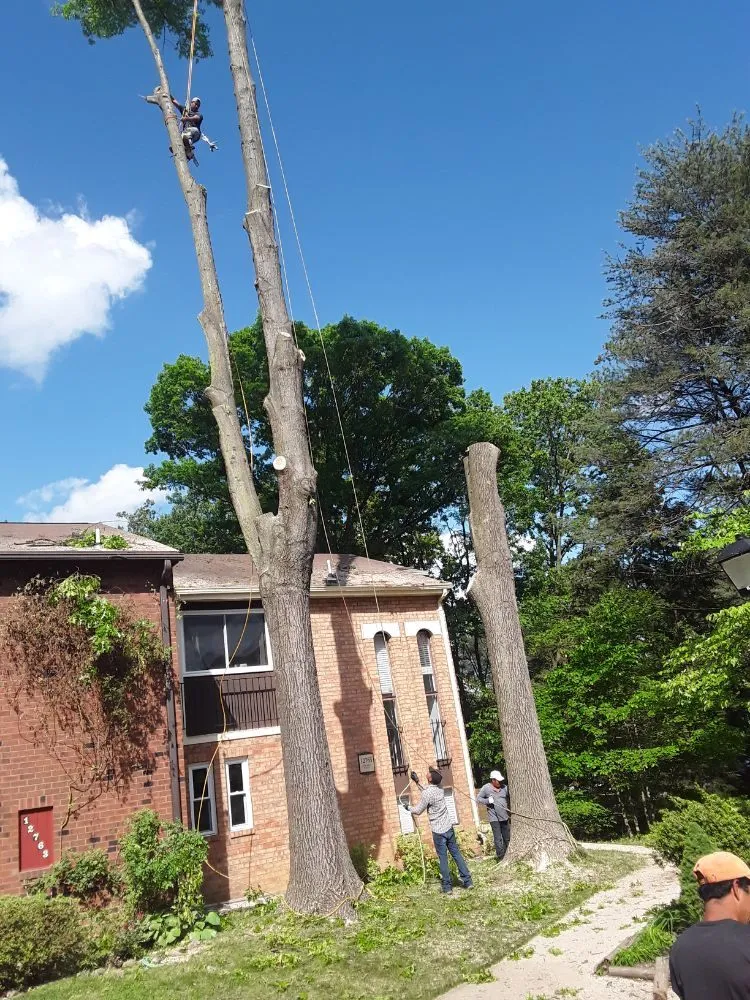 Trusted landscape design for residential properties in Woodbridge, VA by Gatling Tree Service