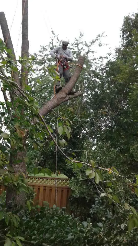 Trusted landscape design with custom design in Woodbridge, VA by Gatling Tree Service