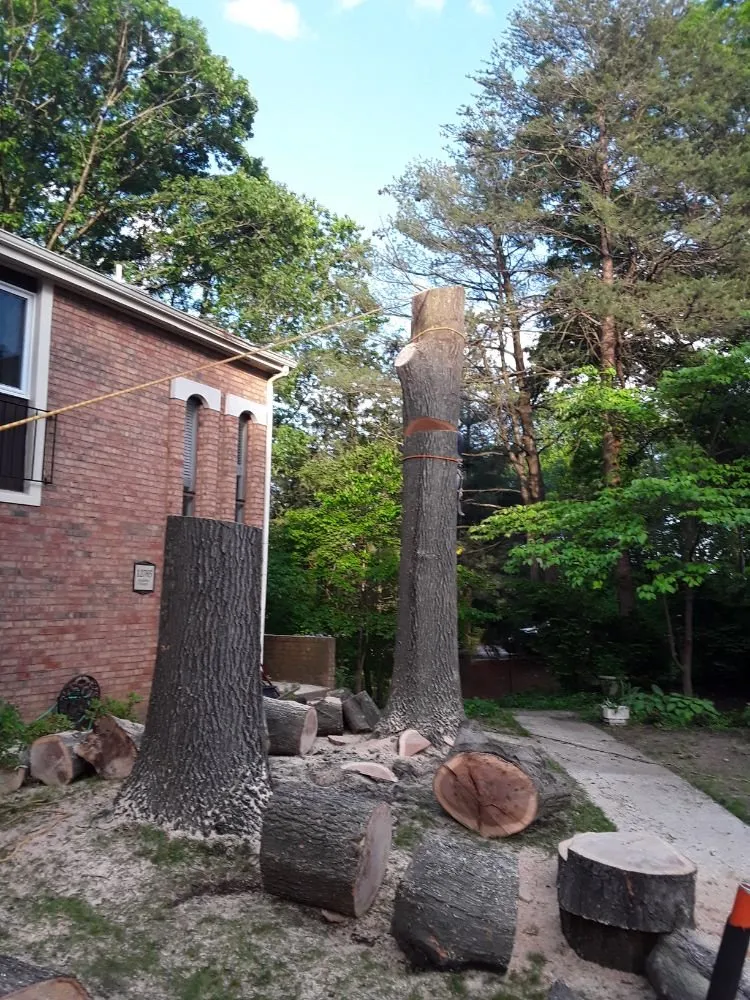 Expert landscape design in Woodbridge, VA by Gatling Tree Service