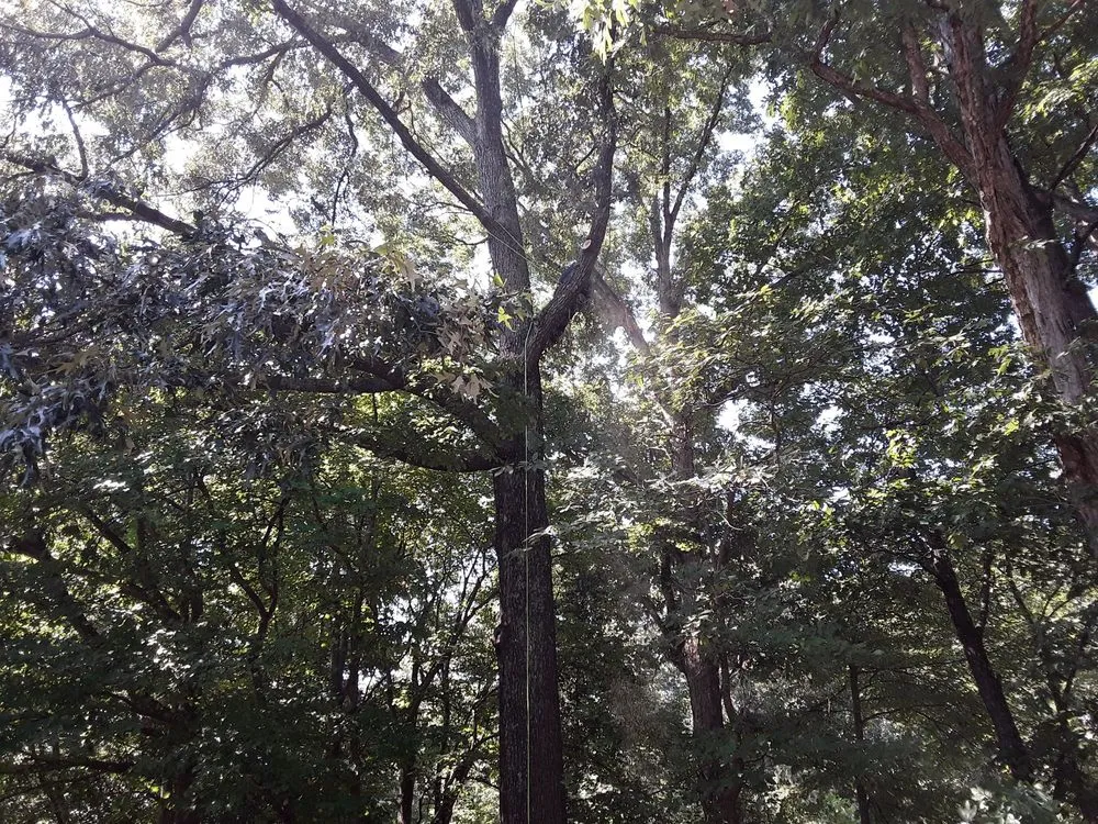 Affordable landscape design for homes across Woodbridge, VA - Gatling Tree Service