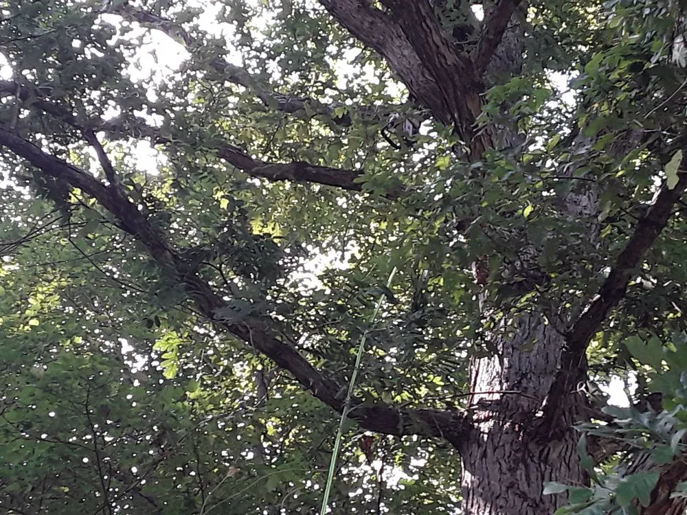 Expert lawn mowing service for homes across Woodbridge, VA - Gatling Tree Service