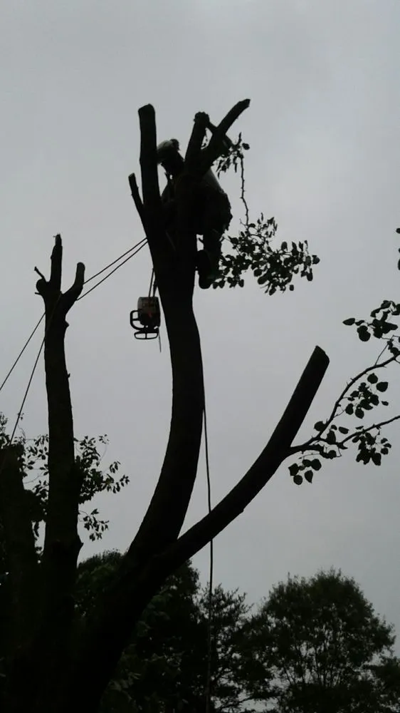 Affordable landscaping services in Woodbridge, VA - Gatling Tree Service