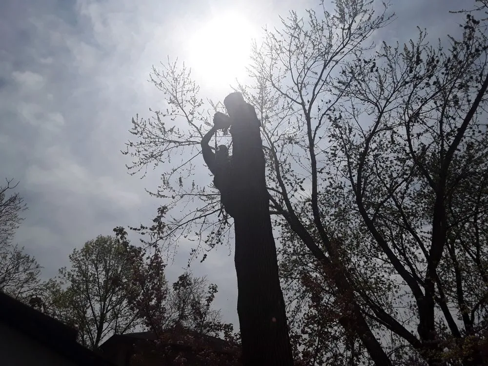 Professional outdoor landscaping for outdoor upgrades across Woodbridge, VA - Gatling Tree Service