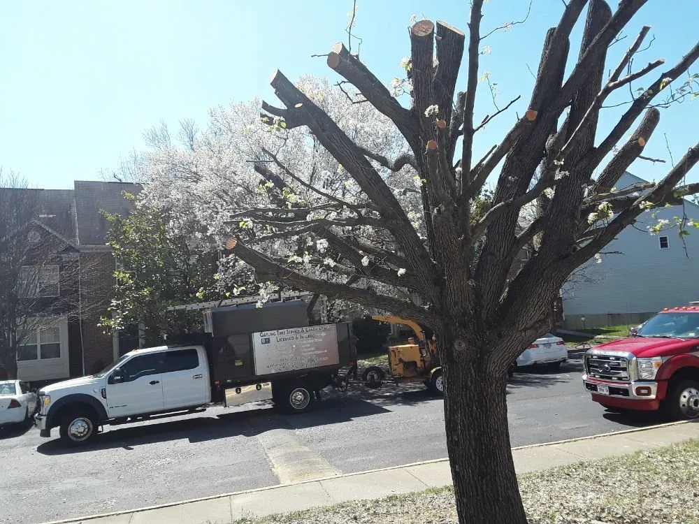 Affordable yard maintenance experts serving Woodbridge, VA - Gatling Tree Service