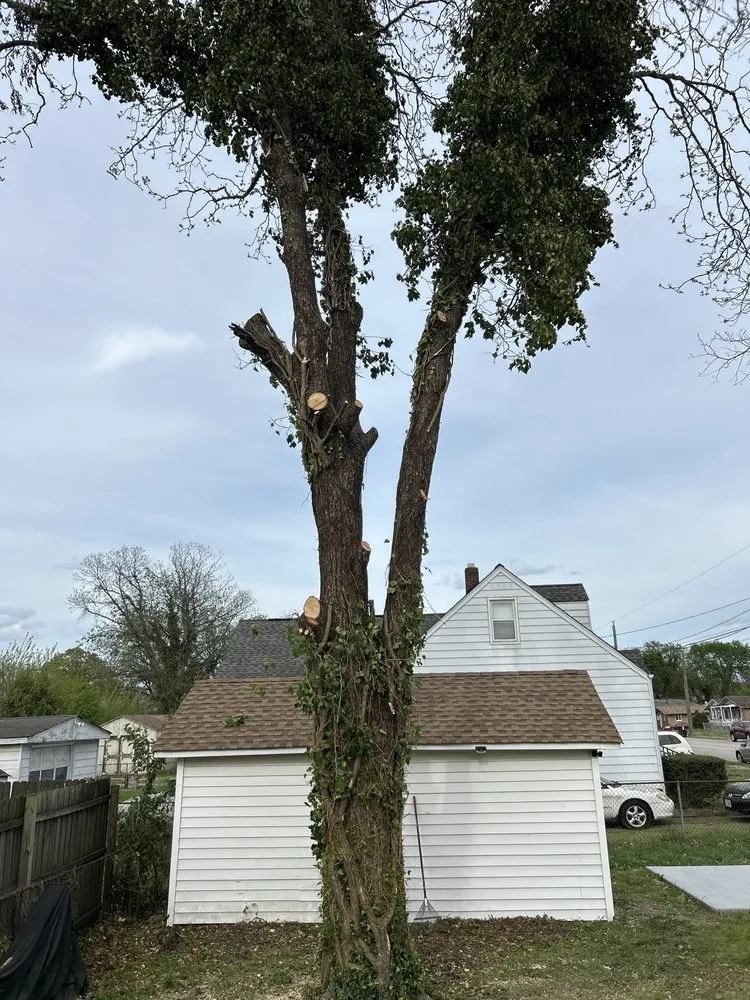 Reliable landscape design in Blackstone, VA - Gato Tree Services