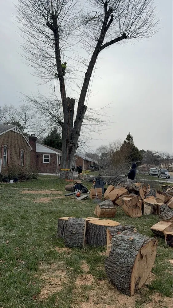 Trusted lawn mowing service in Blackstone, VA by Gato Tree Services