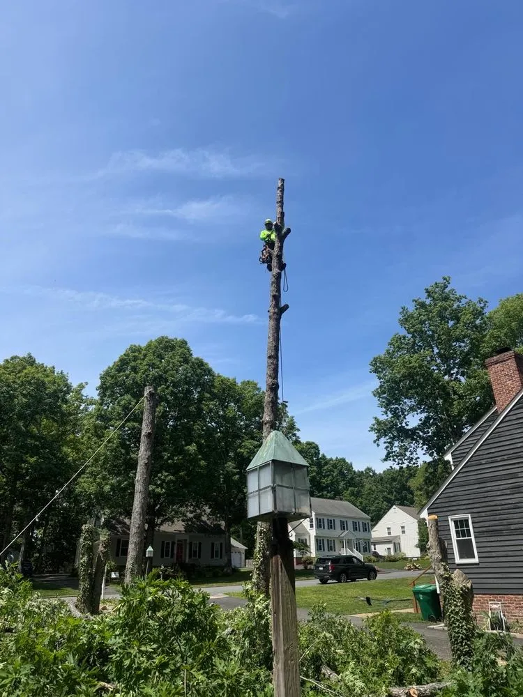 Affordable outdoor landscaping experts serving Blackstone, VA - Gato Tree Services