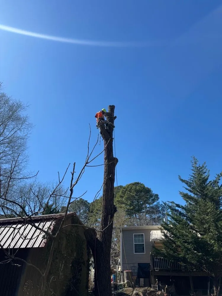 Custom yard cleanup service with custom design in Blackstone, VA by Gato Tree Services