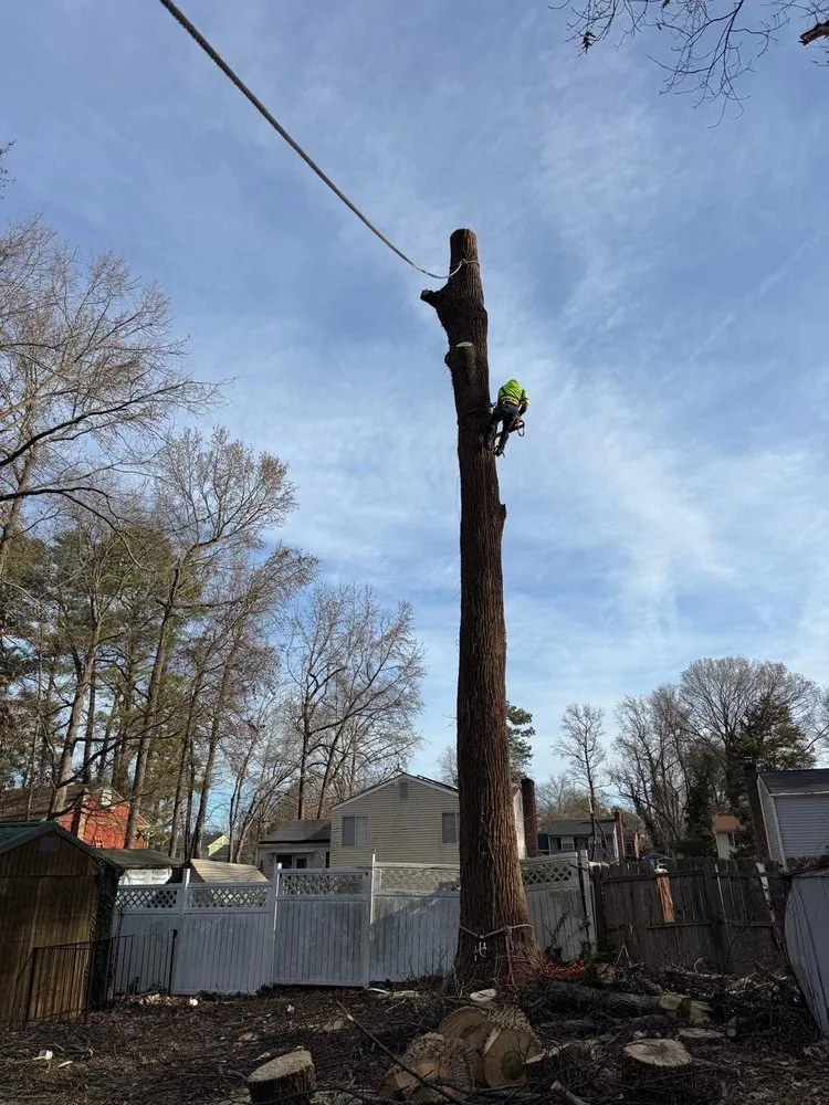 Custom yard cleanup service in Blackstone, VA - Gato Tree Services