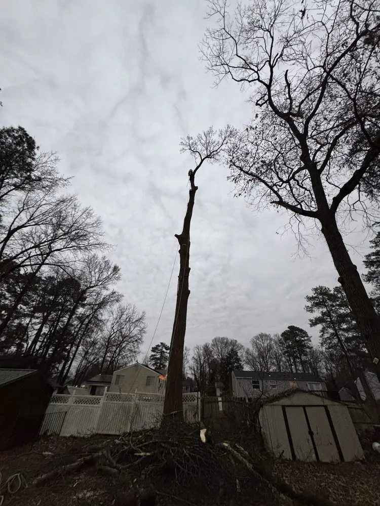 Local landscaping services experts serving Blackstone, VA - Gato Tree Services