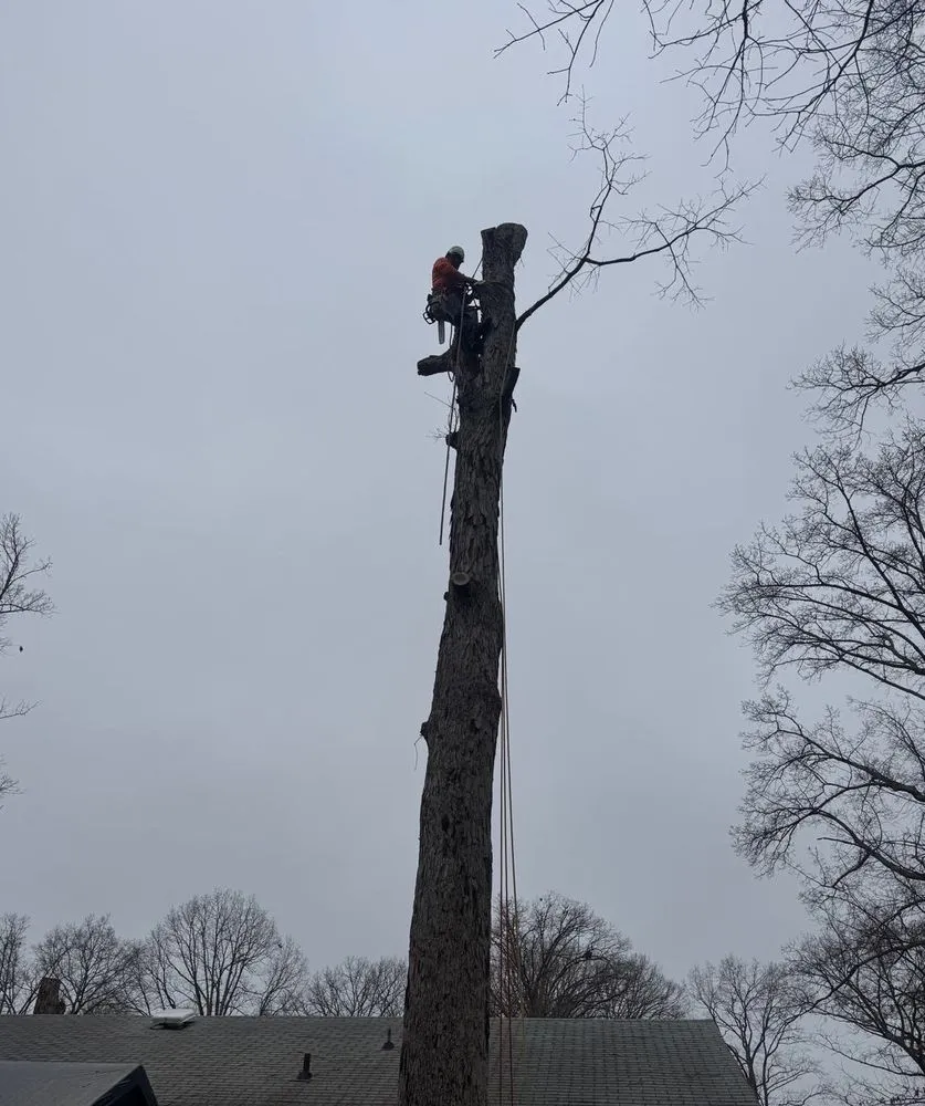 Professional landscape installation in Blackstone, VA - Gato Tree Services