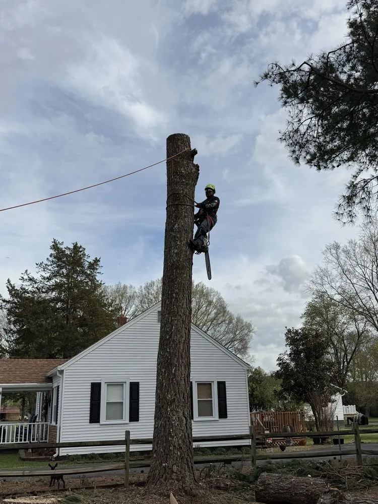 Reliable landscape design experts serving Blackstone, VA - Gato Tree Services