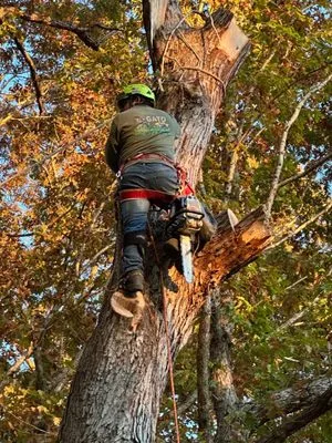 Gato Tree Services