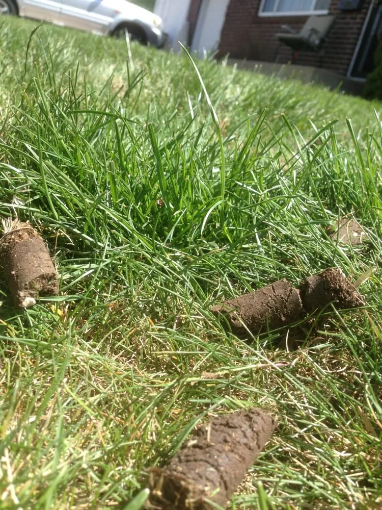 Trusted lawn mowing service near you in Thornton, CO by Gator Aerating & Sprinkler