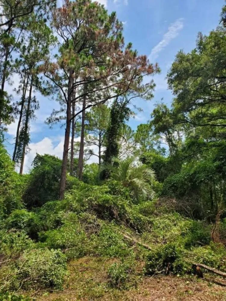 Trusted lawn mowing service with custom design across Cape Coral, FL - Gator Elite Services