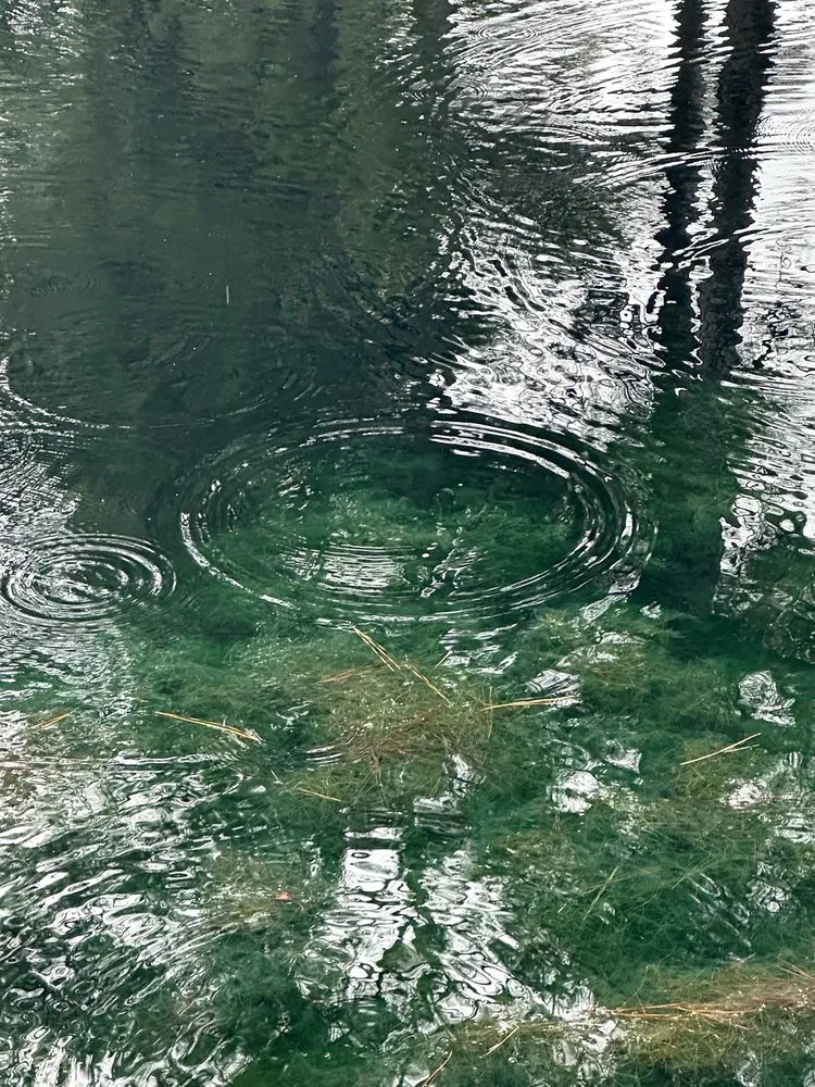 Top-rated lawn mowing service experts serving DeFuniak Springs, FL - Gator Gotcha Aquatic Plant Control and Pond Management