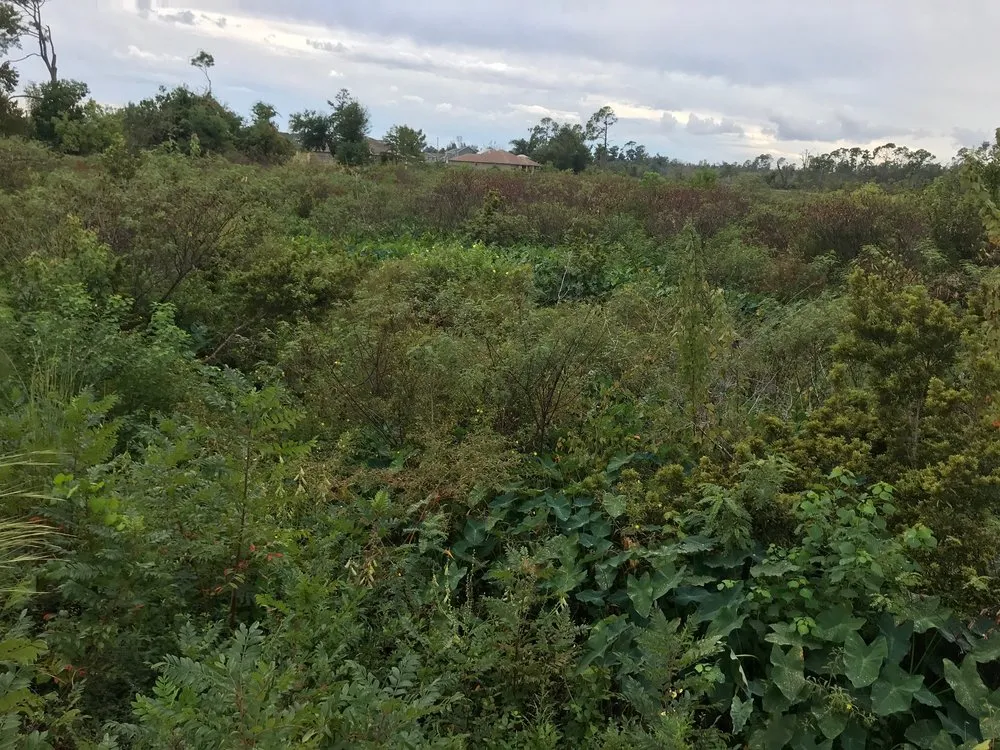 Local yard maintenance for outdoor upgrades in DeFuniak Springs, FL by Gator Gotcha Aquatic Plant Control and Pond Management