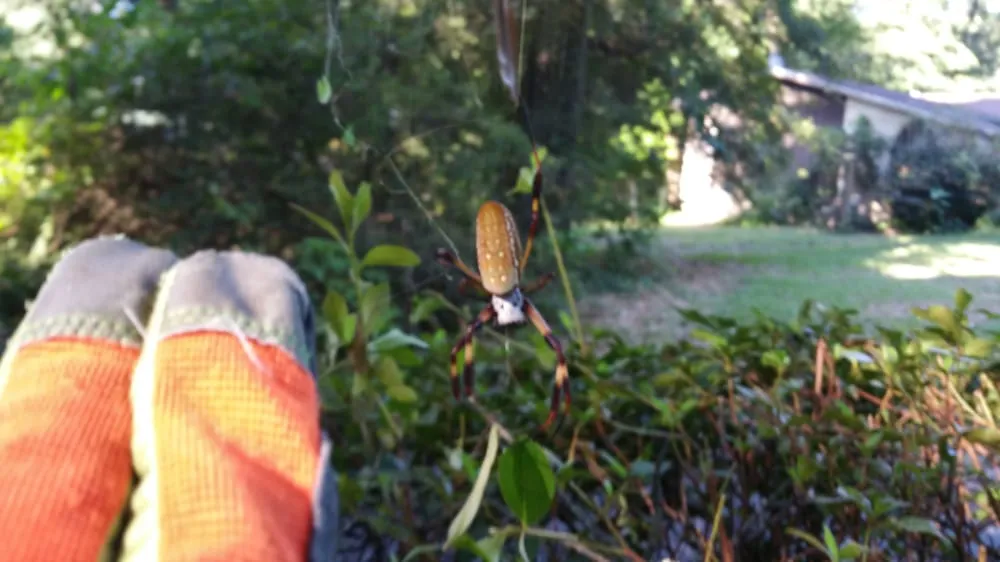 Expert landscaping services in Pensacola, FL - Gator Grass