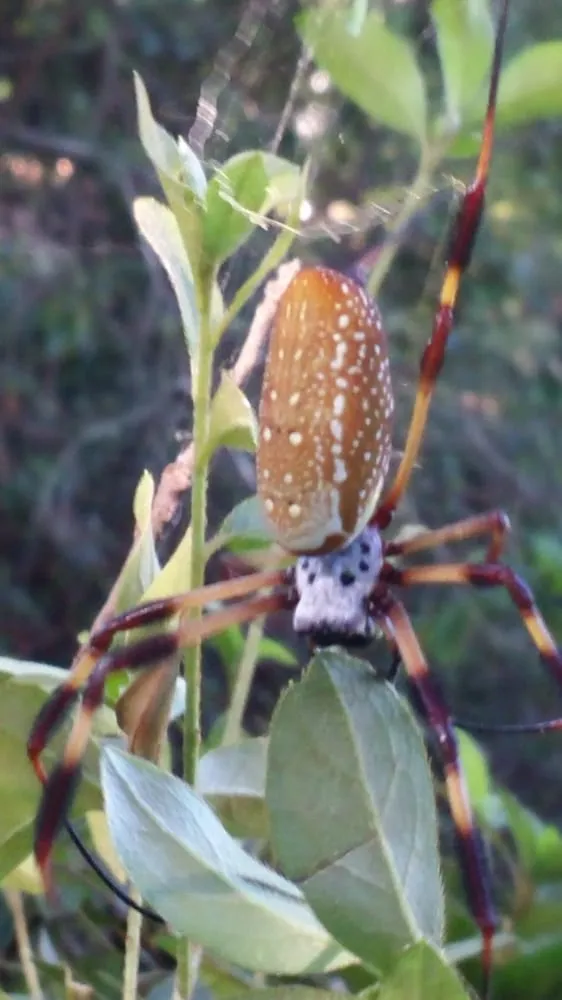 Affordable landscape design experts serving Pensacola, FL - Gator Grass