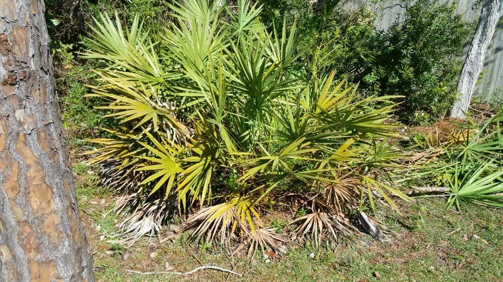 Reliable yard maintenance for outdoor upgrades across Pensacola, FL - Gator Grass