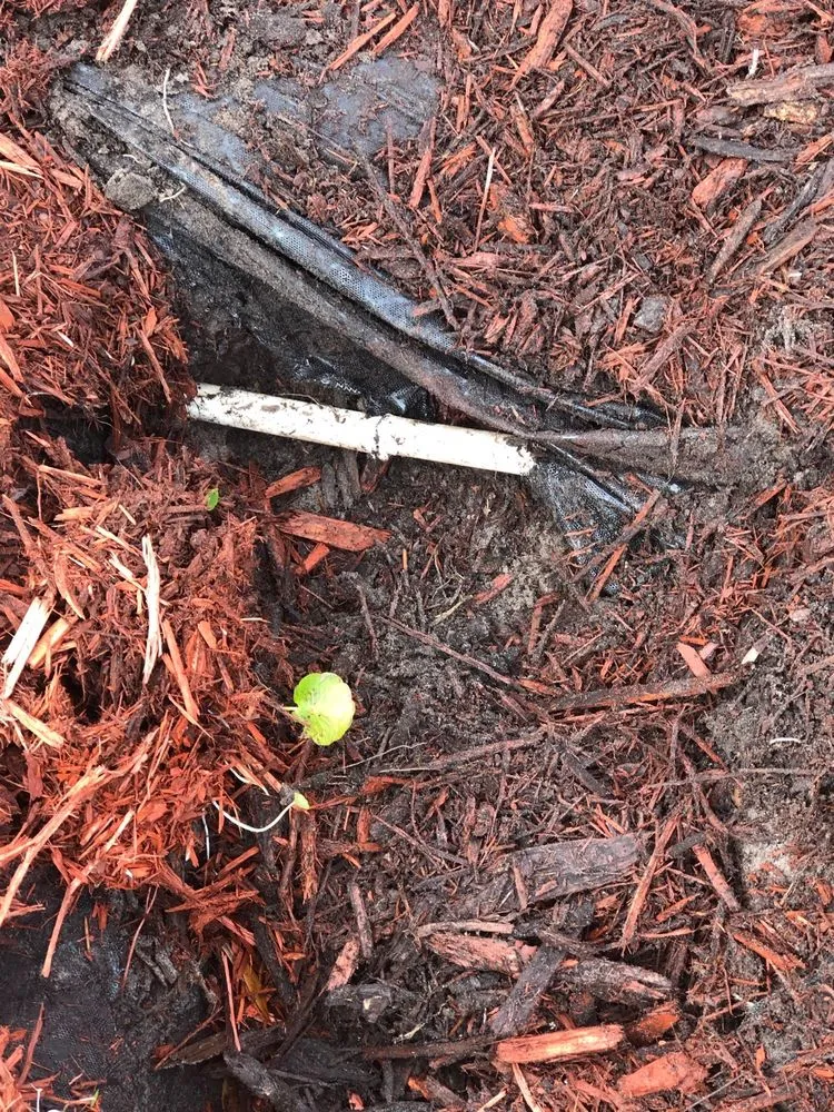 Professional landscape design for homes across Atlantic Beach, FL - Gator Irrigation and Landscaping