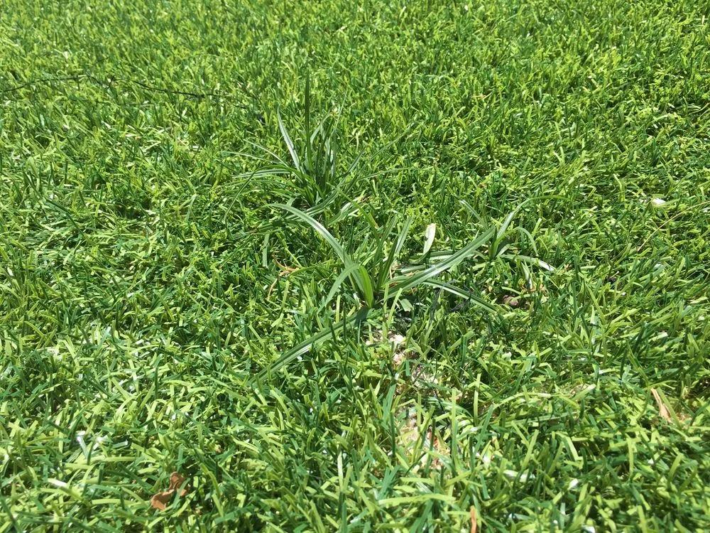 Local residential landscaping for homes across Boca Raton, FL - Gator Turf