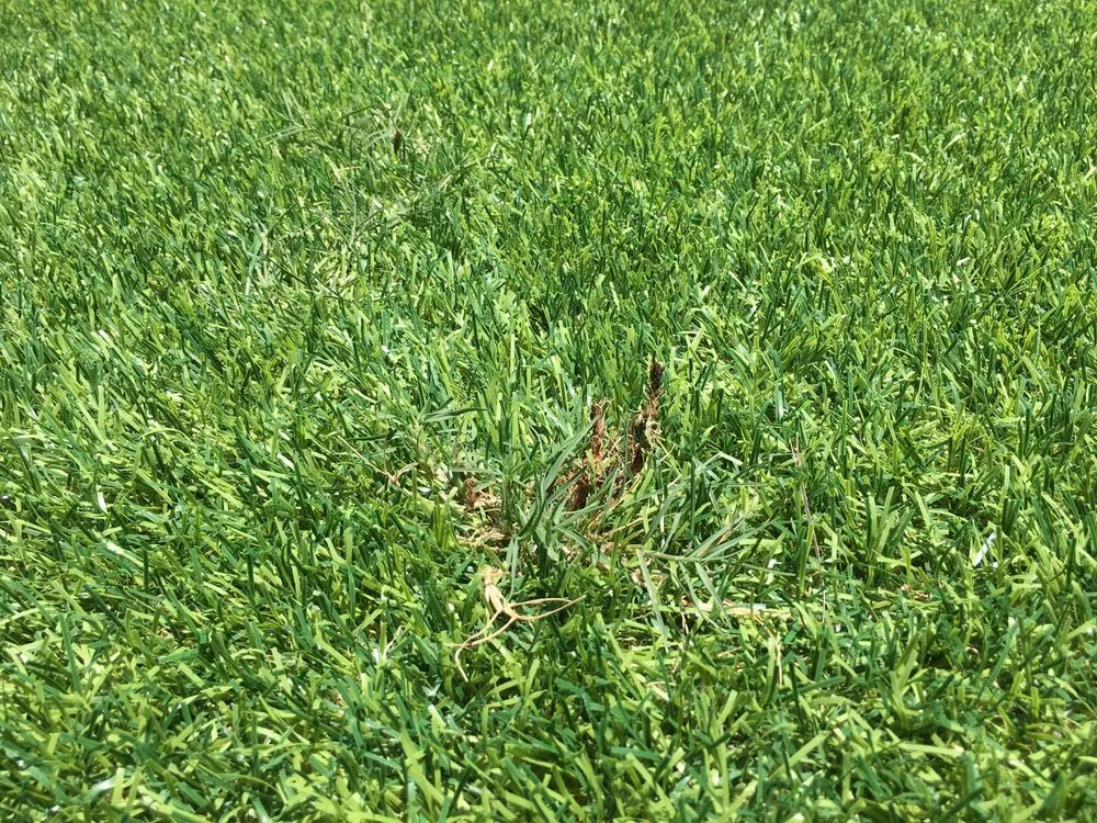 Custom yard maintenance for beautiful yards across Boca Raton, FL - Gator Turf