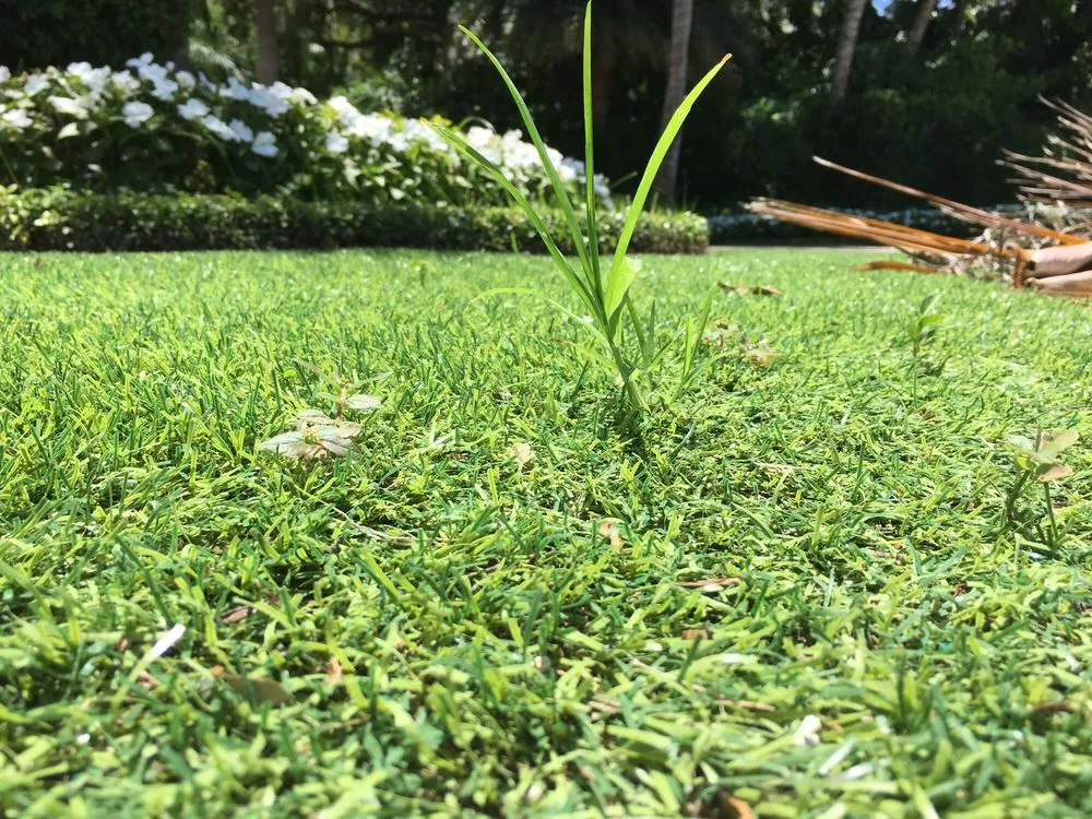 Local lawn care service experts serving Boca Raton, FL - Gator Turf