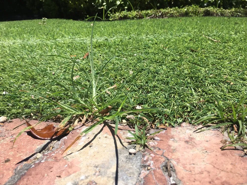 Custom yard maintenance experts serving Boca Raton, FL - Gator Turf