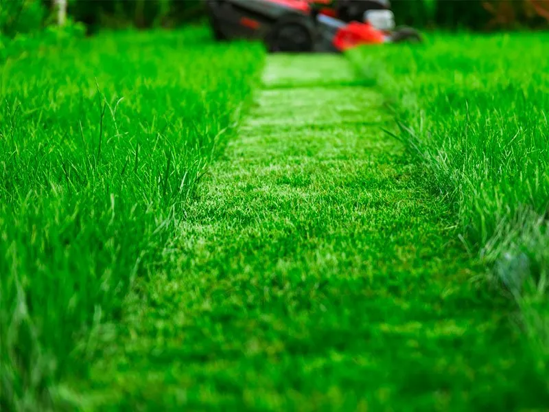 Custom yard cleanup service in Springfield, OR - Gator's Landscape Maintenance
