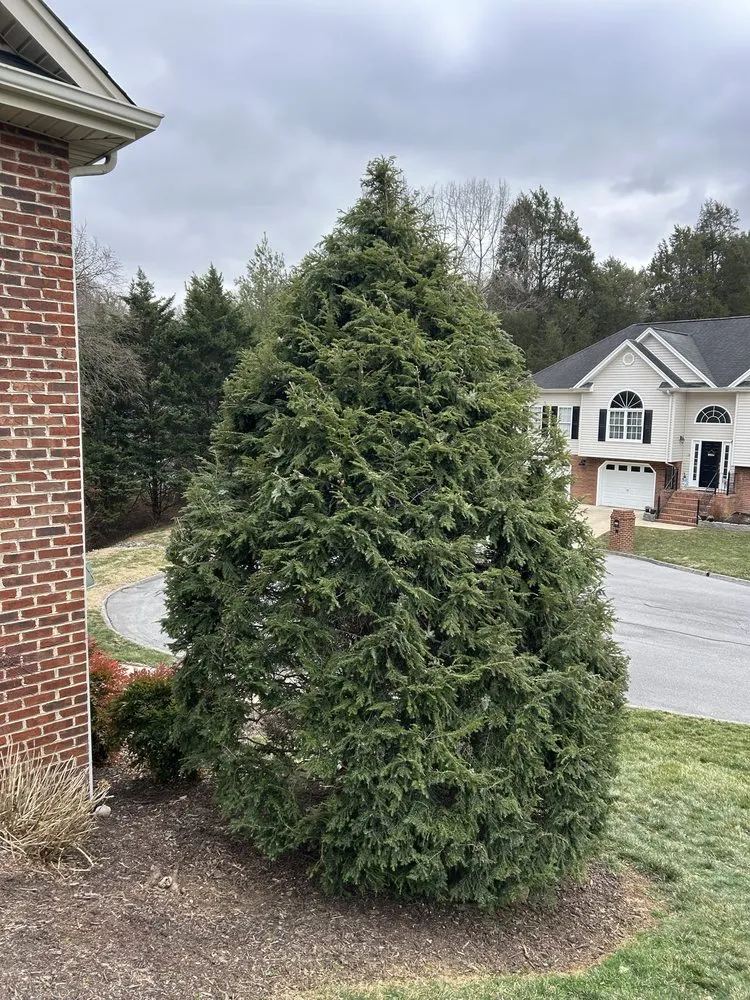 Affordable lawn care service in Bluff City, TN by Gatrell Landscape And Tree Removal