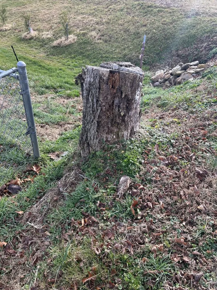 Custom landscape design in Bluff City, TN - Gatrell Landscape And Tree Removal