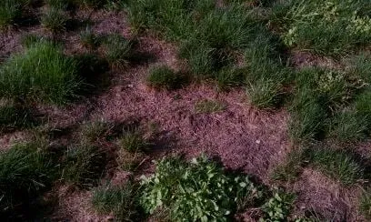 Custom lawn mowing service in Lancaster, MA by Gatsby Grounds Company