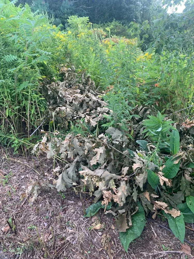 Top-rated yard cleanup service in Lancaster, MA - Gatsby Grounds Company