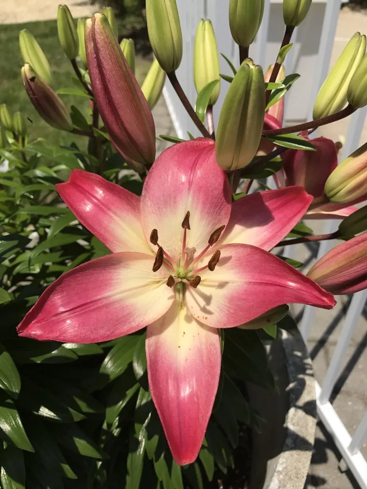 Expert yard cleanup service in Bayonne, NJ - Gattuso's Landscape