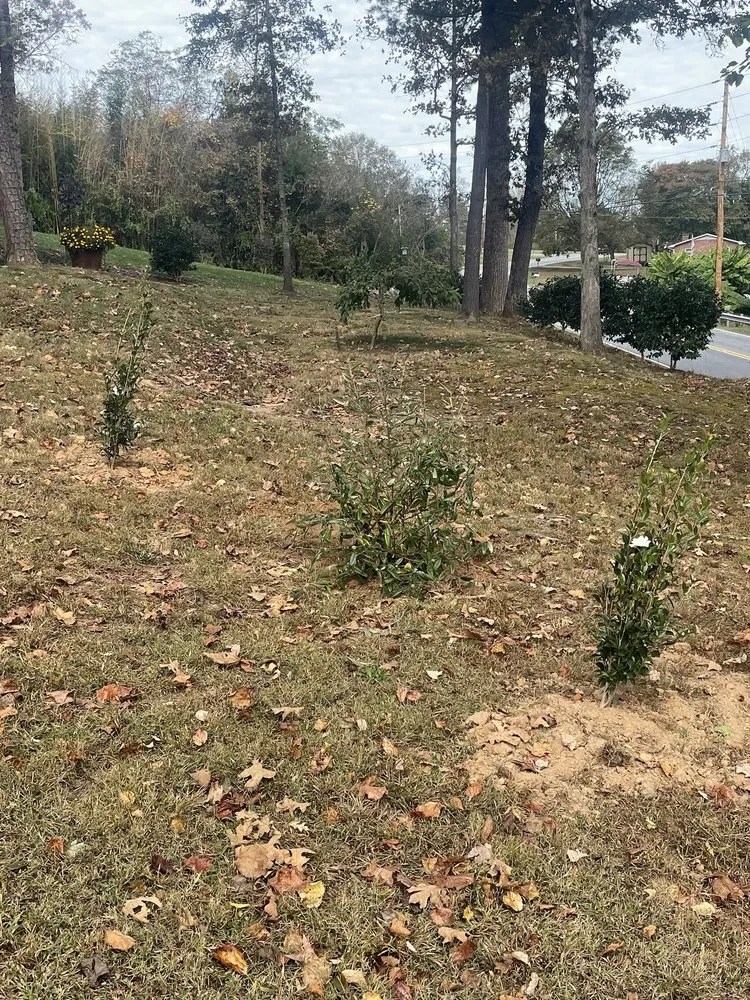 Affordable residential landscaping for year-round maintenance across Morganton, NC - Gave Yard Lawn Care