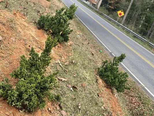 Gave Yard Lawn Care Logo