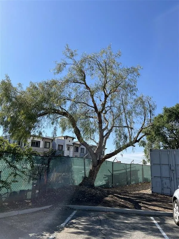 Top-rated landscaping services with custom design in Riverside, CA by Gavino Landscaping